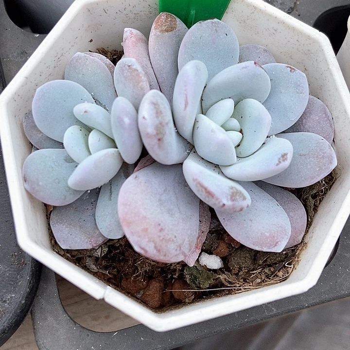 多肉植物雪莲931多肉