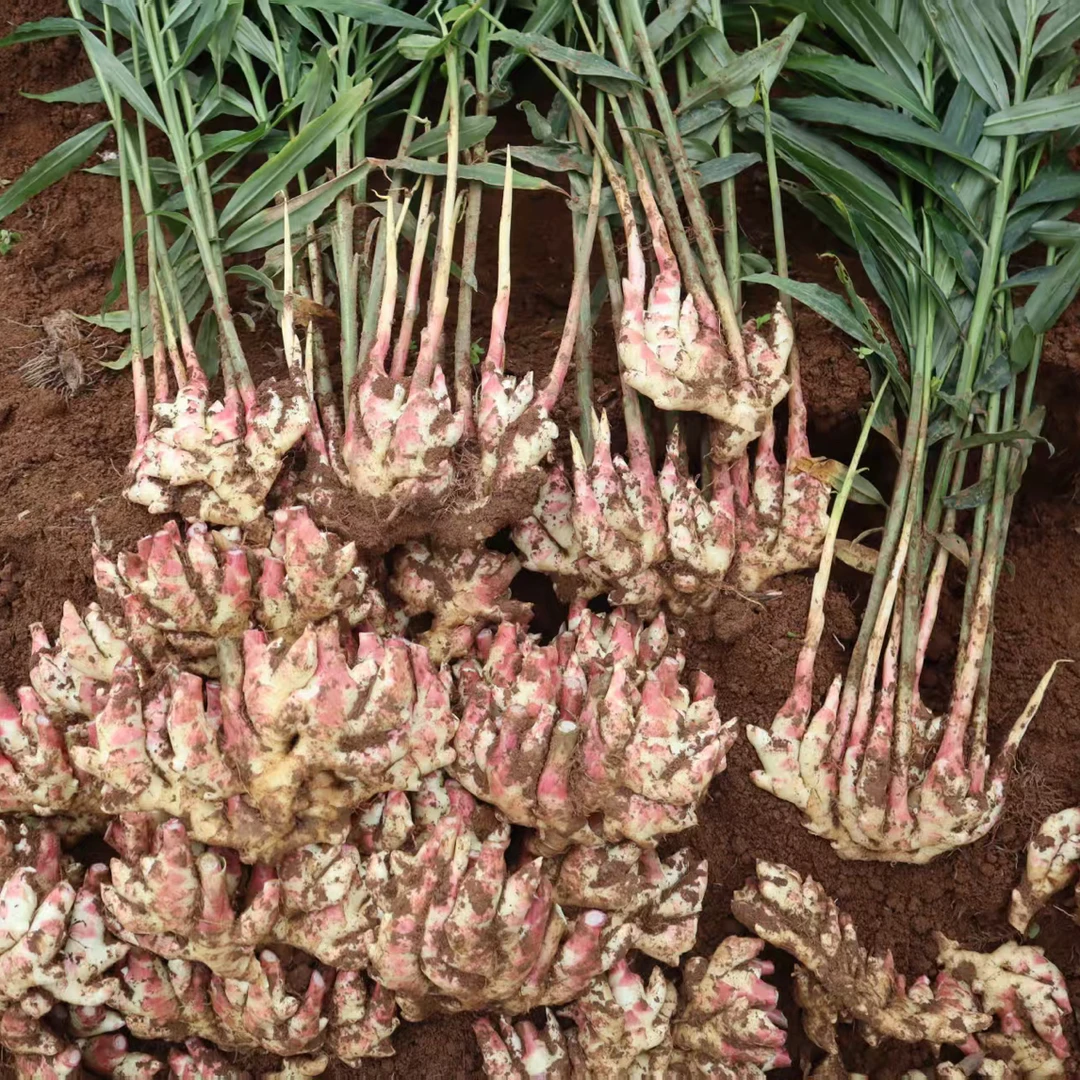 【3斤】云南嫩姜（不是仔姜）冬吃萝卜夏吃姜现挖可腌制泡糖