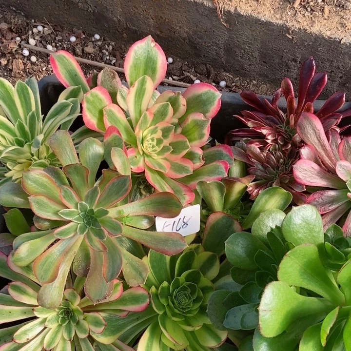 随***，组合多肉植物提取