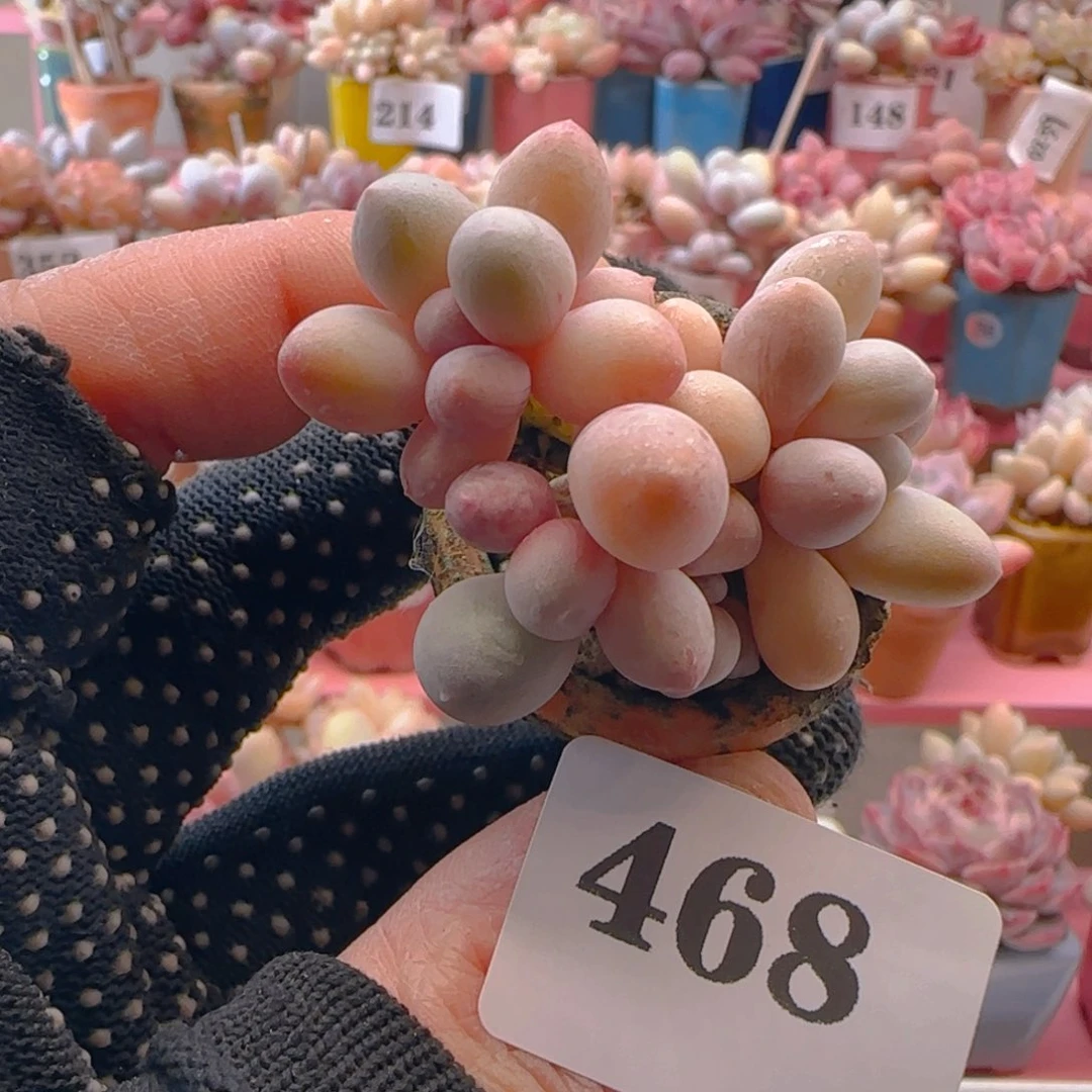 汤圆468 ，带盆土发货，满38包邮非偏远。