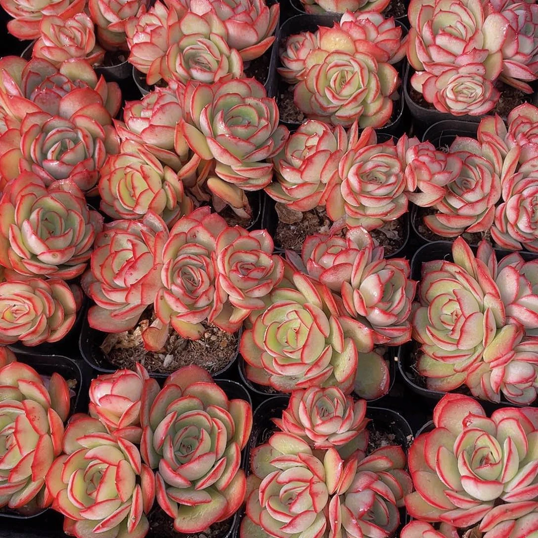 量拍150号 牡丹亭群生一个