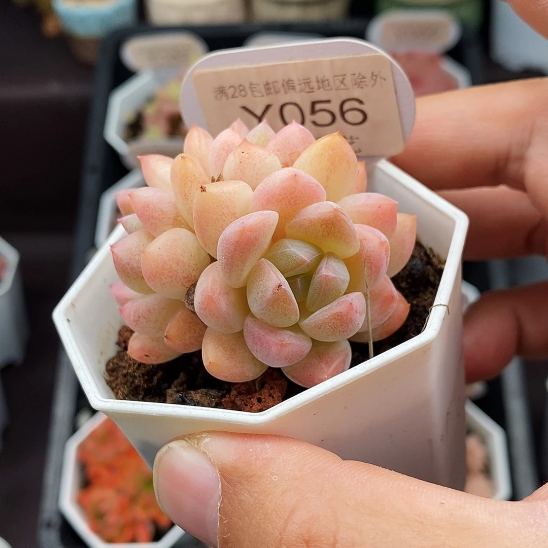 0056 星星橙 5cm