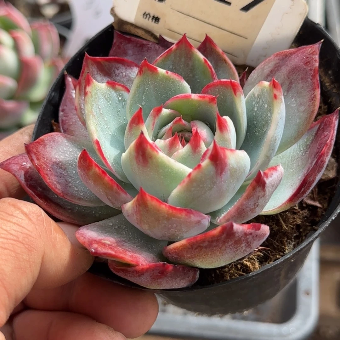 惊鸿一物一拍包装收缩花旱817