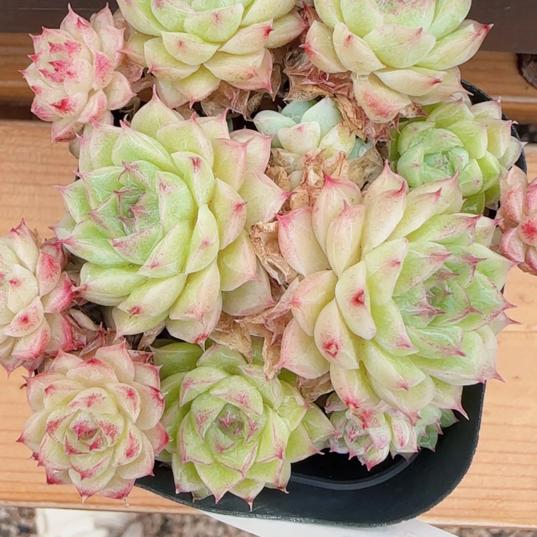 花语逸镜0603-103散