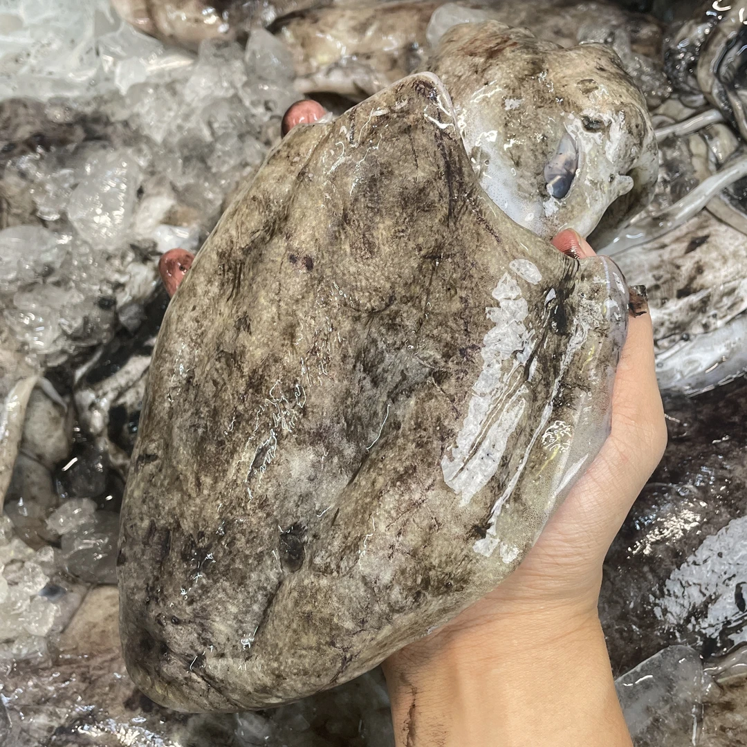 汕头海门海鲜 本港新鲜内头墨斗 白灼火锅优选