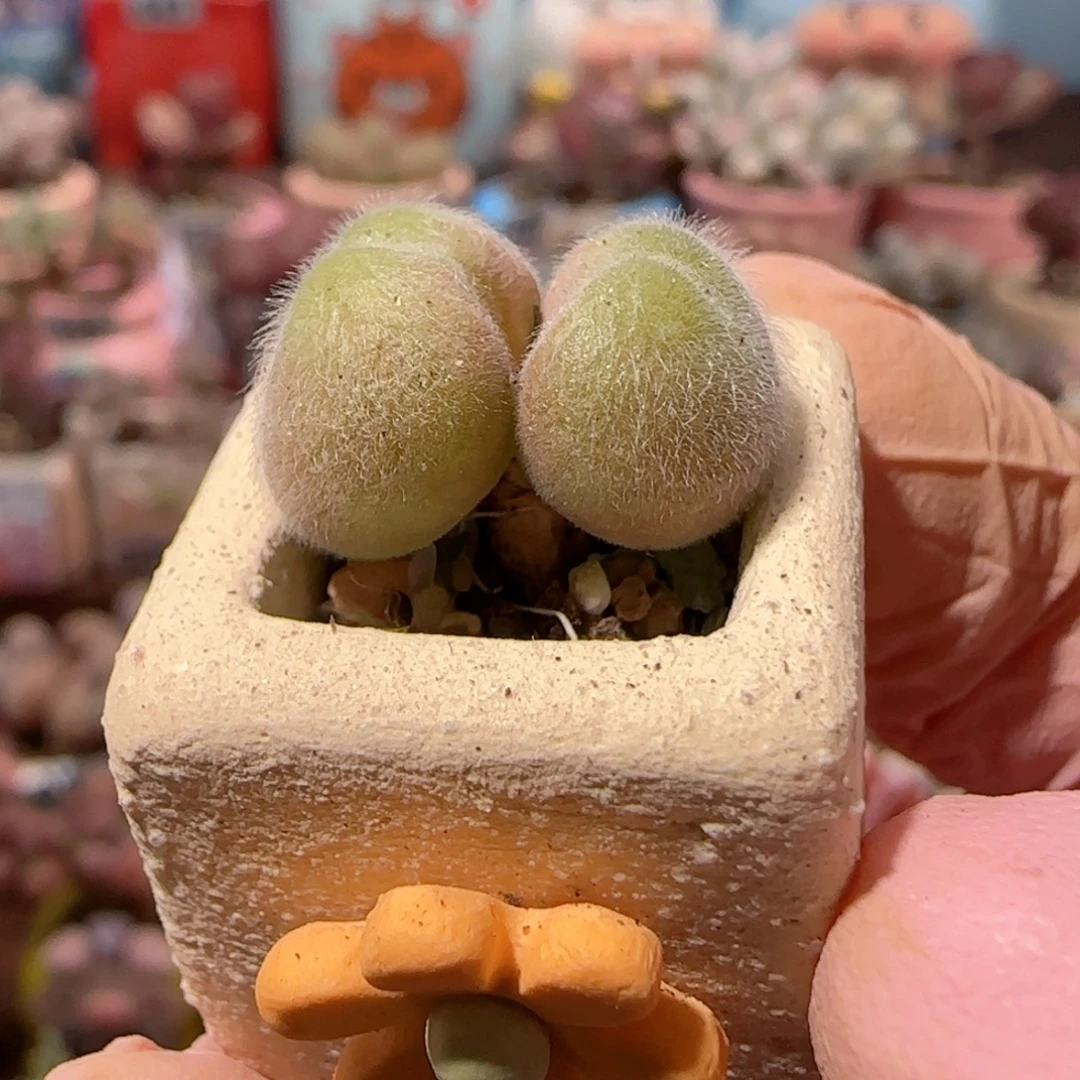 可爱毛翠 盆口1.8cm