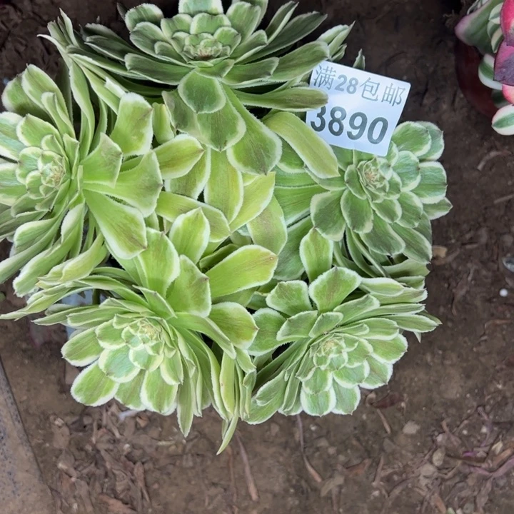 3890碧浪多肉植物