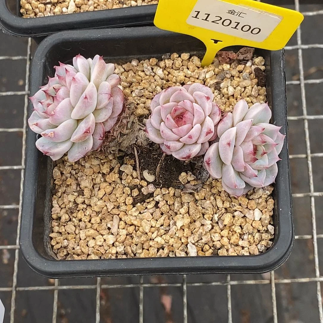 1120100天鹅绒，多肉