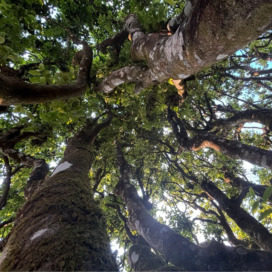 2025年 无量山一号单株