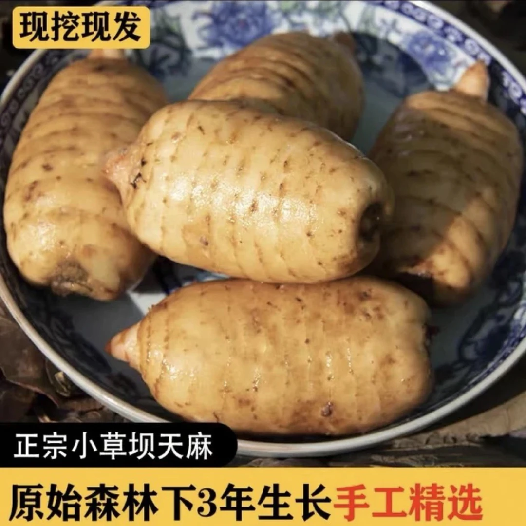 正宗云南小草坝乌天麻仿野种植