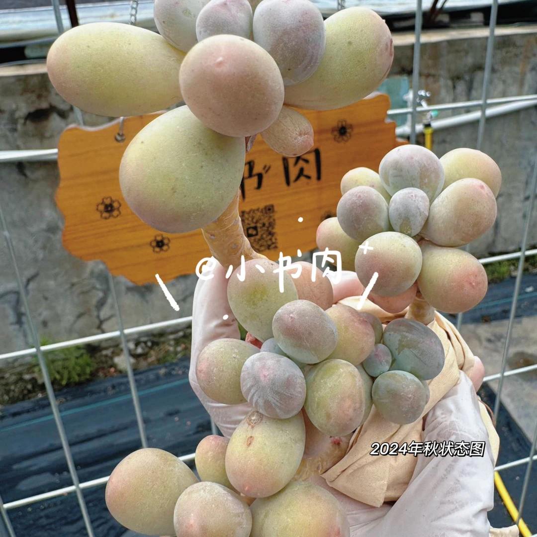 黄米可 | 韩国米可奶酪多肉正版韩国奶酪多肉米高奶酪母本圆滚滚