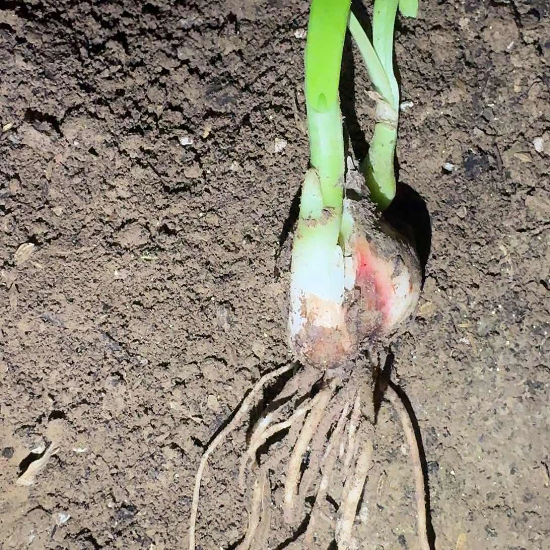 双月3.5厘米带2侧裸根一棵