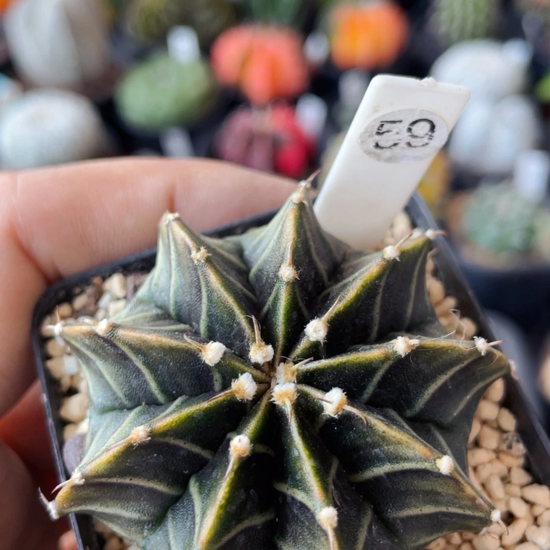 仙人球满28包邮盆口径5公分肋骨