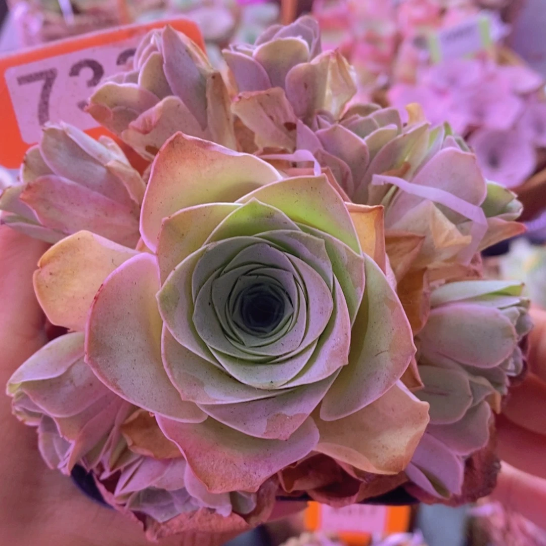 733山地玫瑰一物一拍