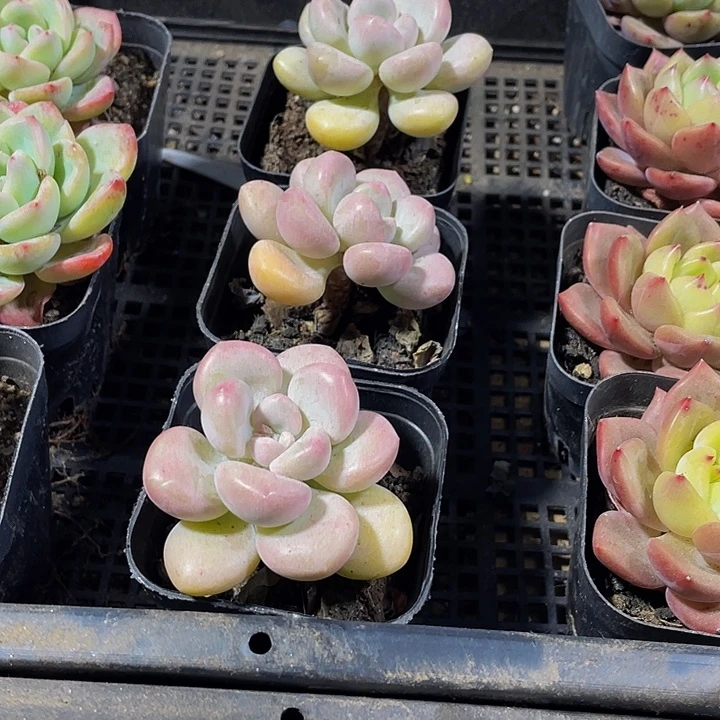 单头大泡泡糖带盆土发