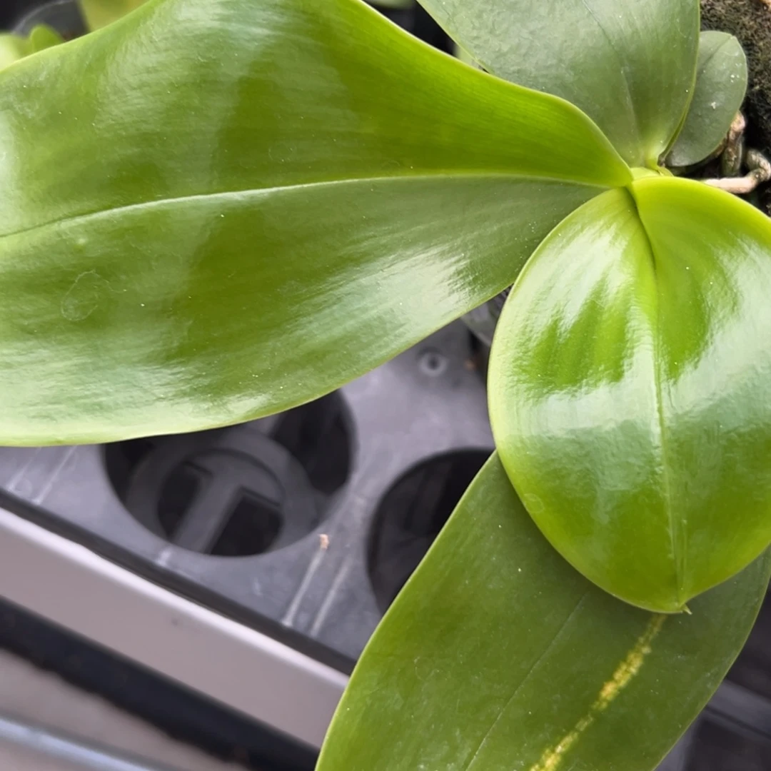 葡***雪当前无花朵，栽培后可花朵