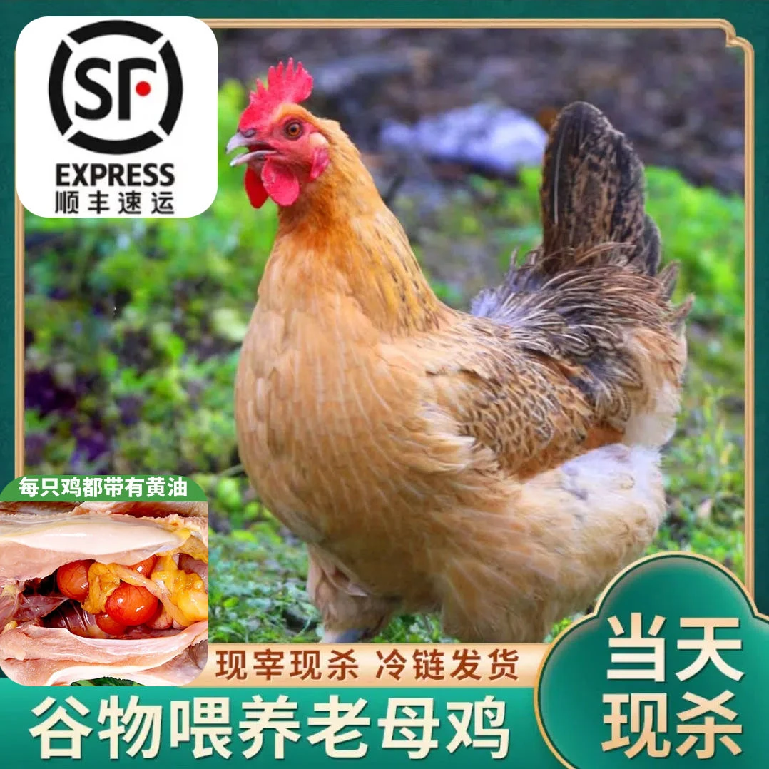 两年放养黄油老母鸡带内脏肉质鲜美营养丰富