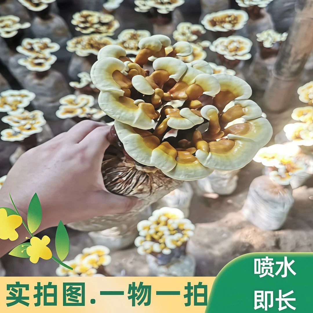 25年新花活体灵芝花桌面摆件单层喷水生长懒人盆景四季植物基地发