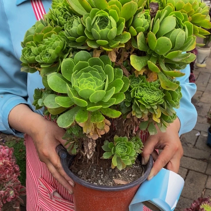 迂*_绿玫瑰一颗多肉植物