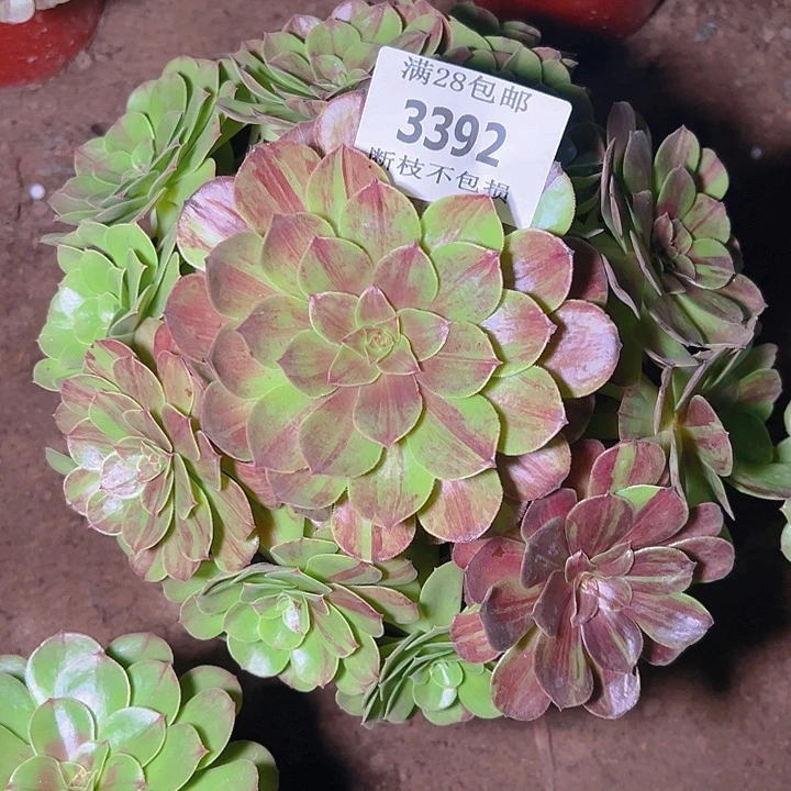 3392花月夜多肉植物