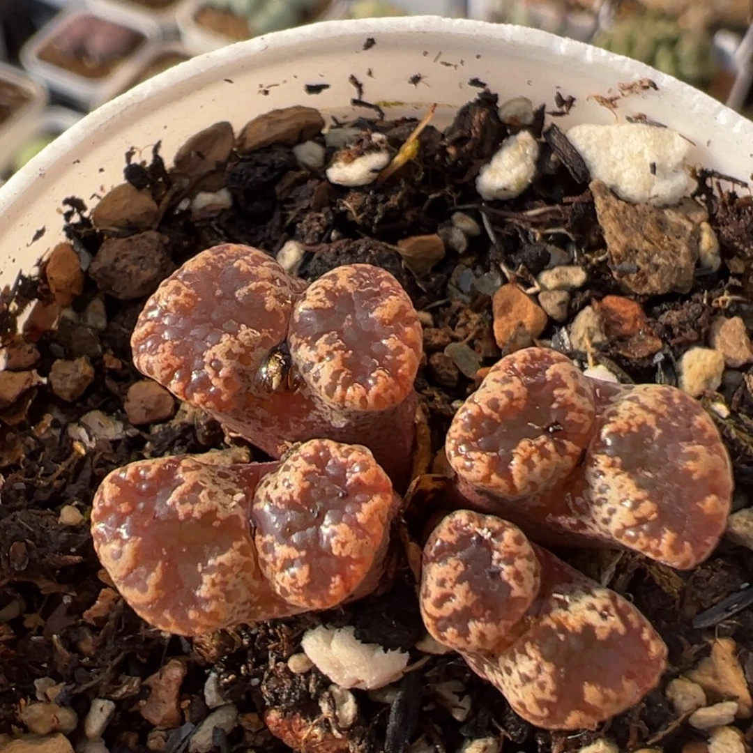 51多肉植物百科植物