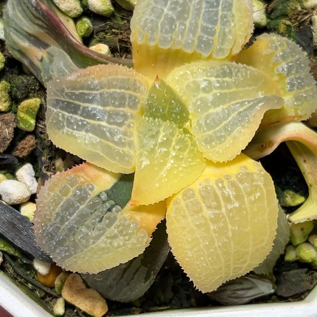 解**田恭喜发财大吉大利0380