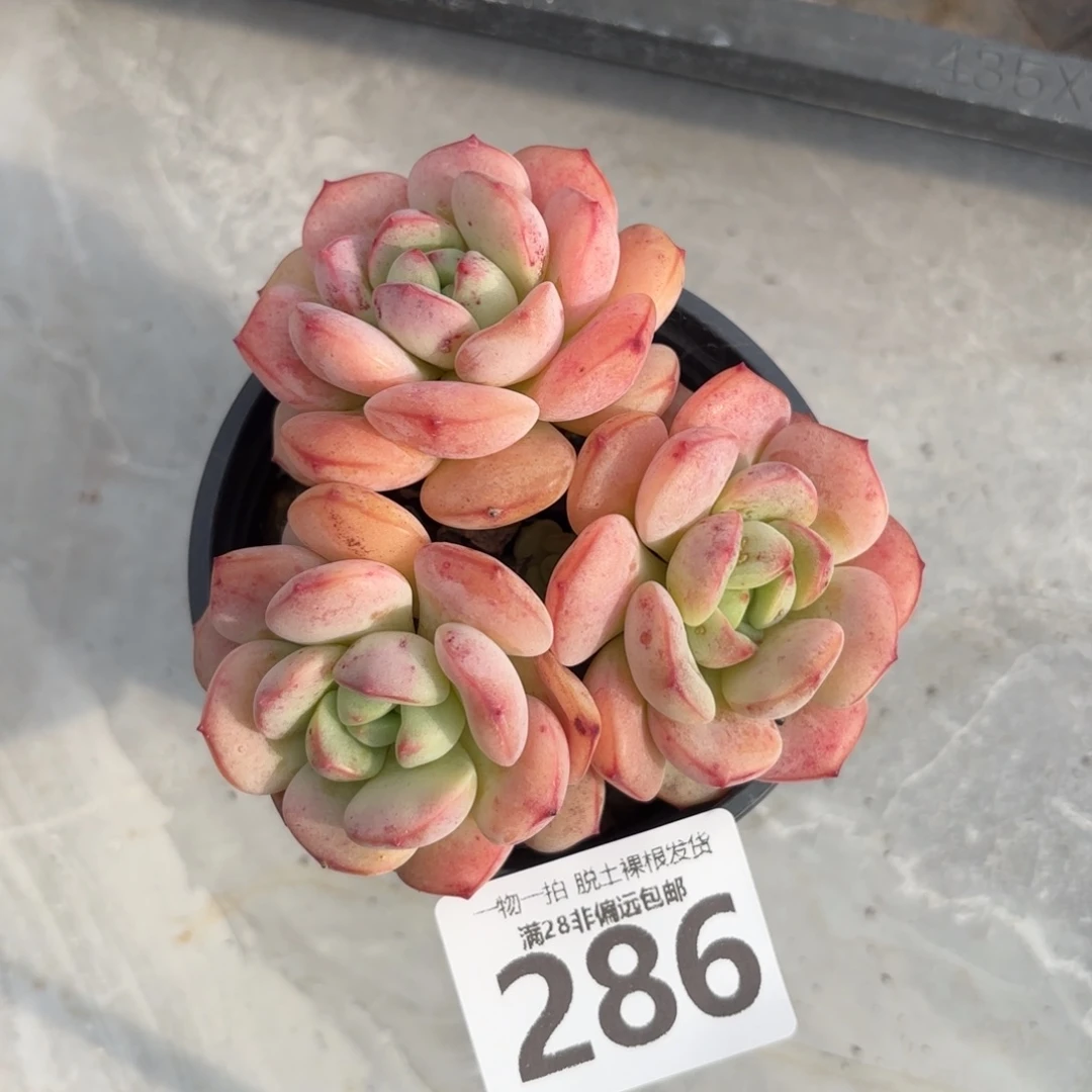 香草老桩无盆土发货