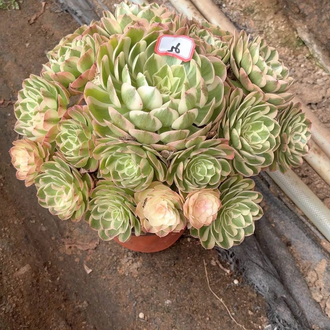 全部花朵王**师56蔷薇多肉植物