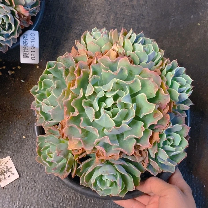 夏悅多肉 0219-101海啸