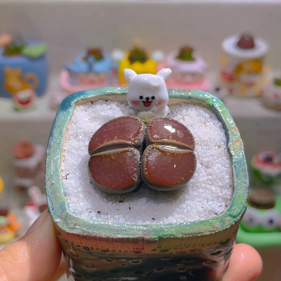 019高端多肉带盆土一套28