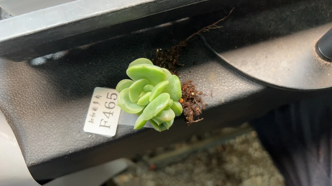 知和的多肉F465专拍链接