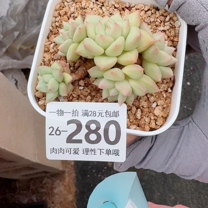 黄金象牙无盆土发货多肉