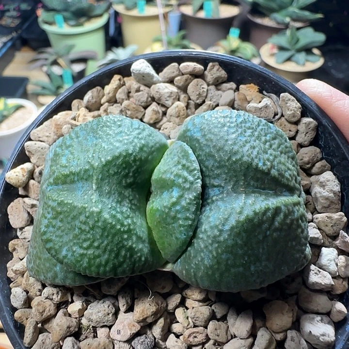 隆骨宽短厚卧牛亚成