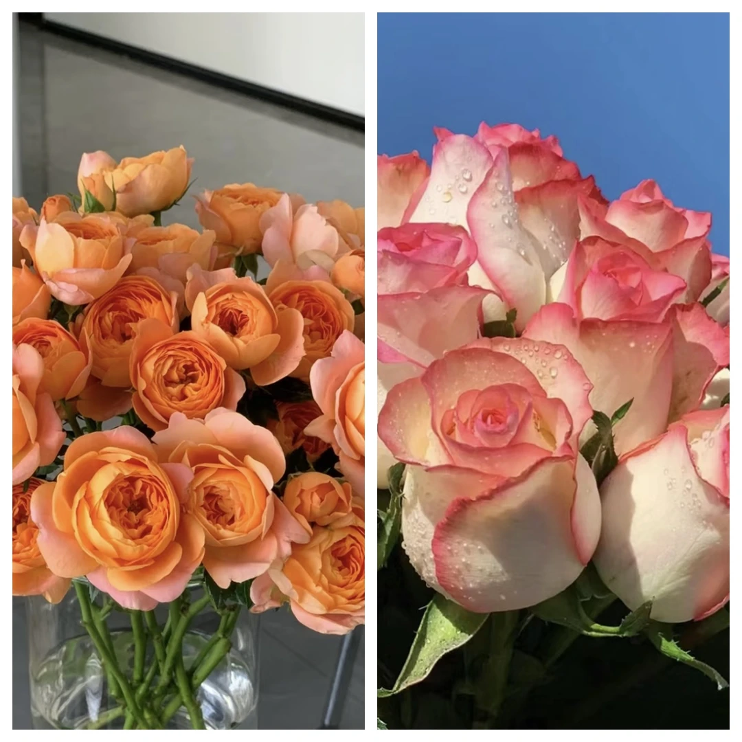 【果汁阳台+艾莎】四季开花新手好养月季盆栽基地直发