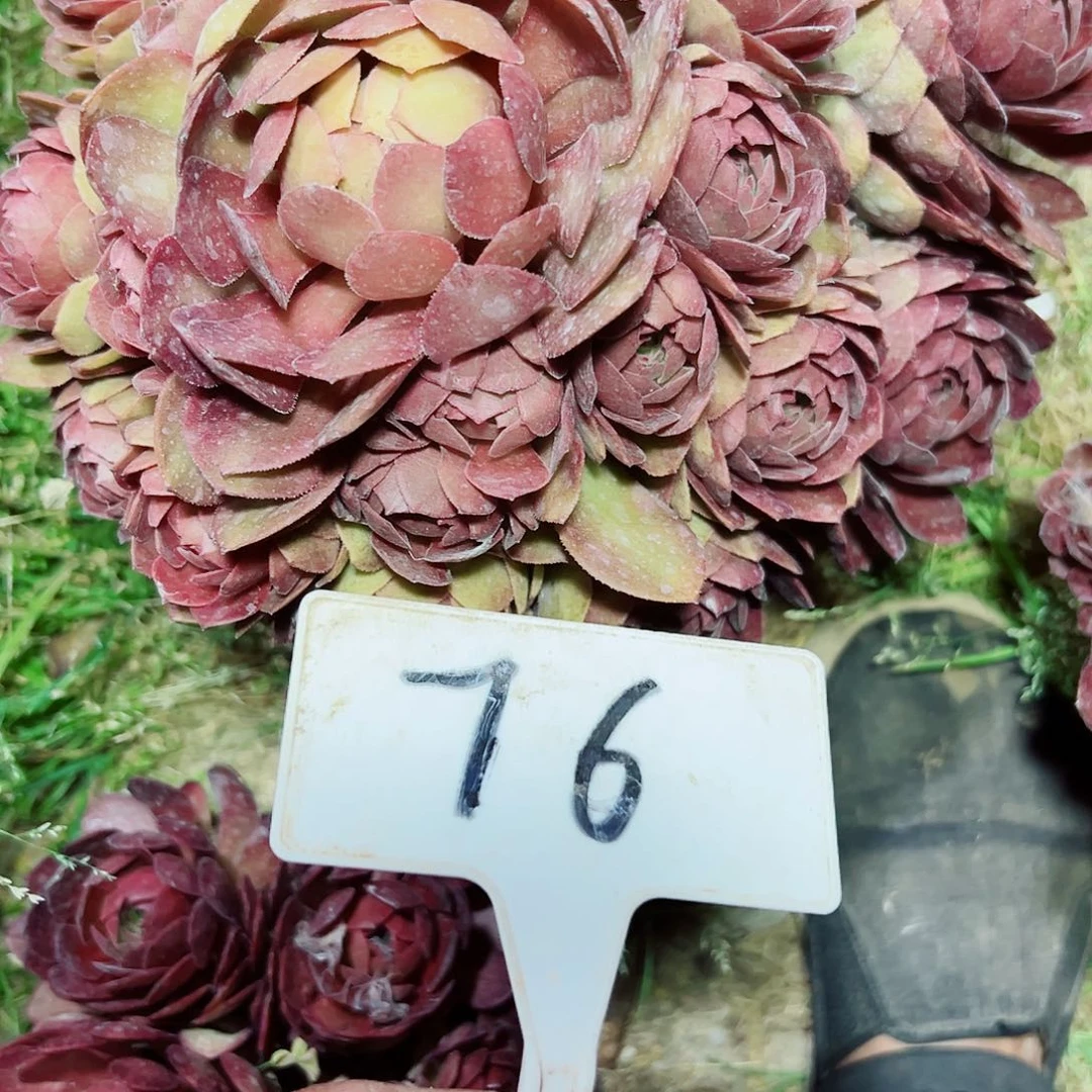 多肉植物红魔法师