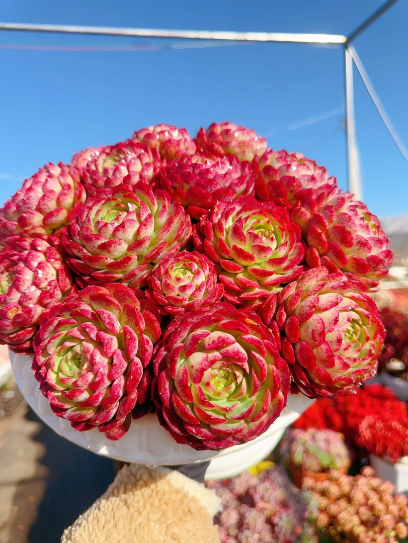 X富贵球＋罗马盆多肉植物耐旱喜阳 好养庭院阳台盆栽