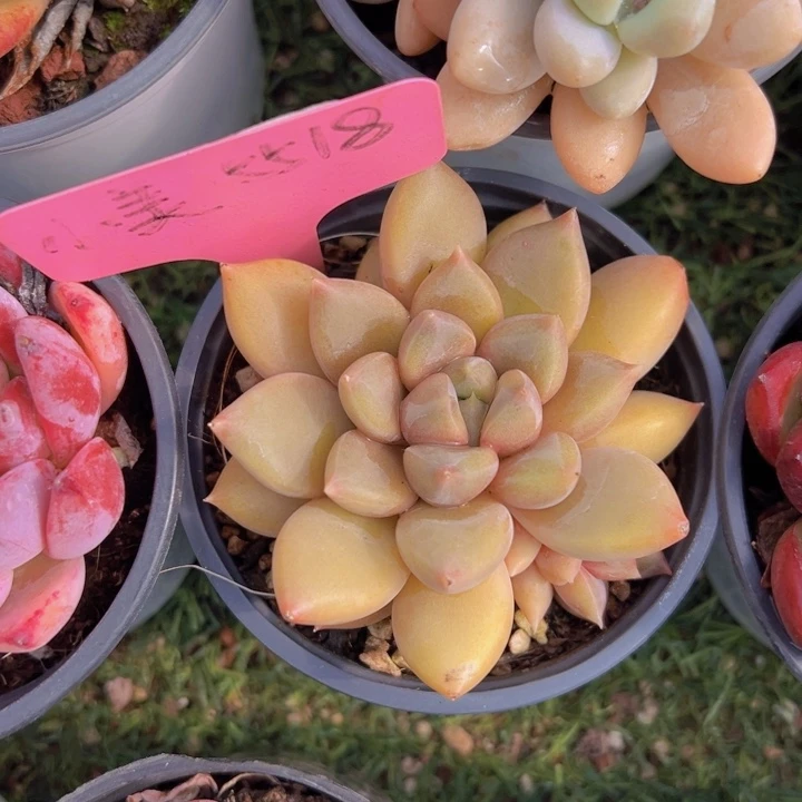 健健康康平平安安