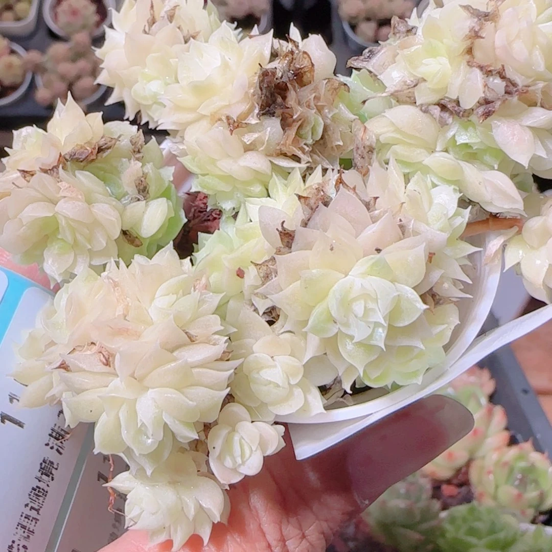 花语逸镜1106-40散