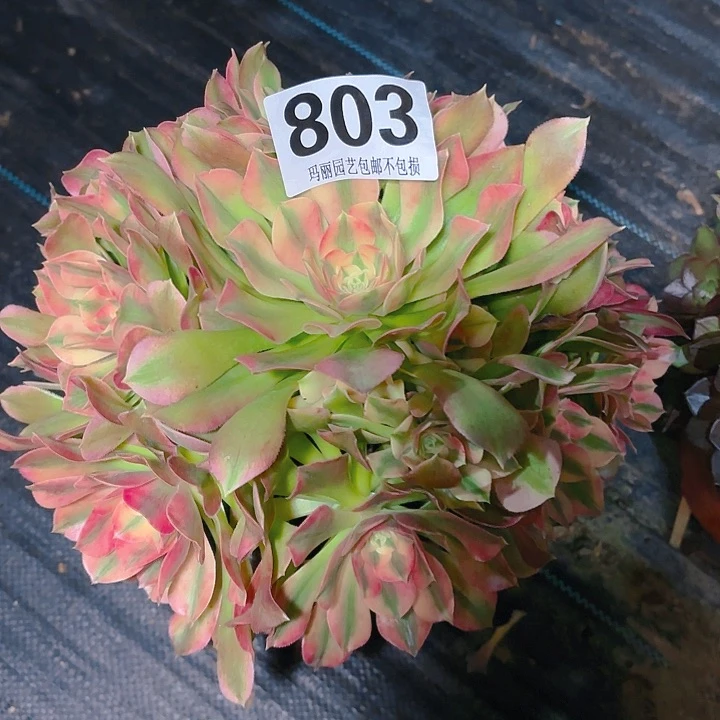 【闪购商品】803香妃2-12