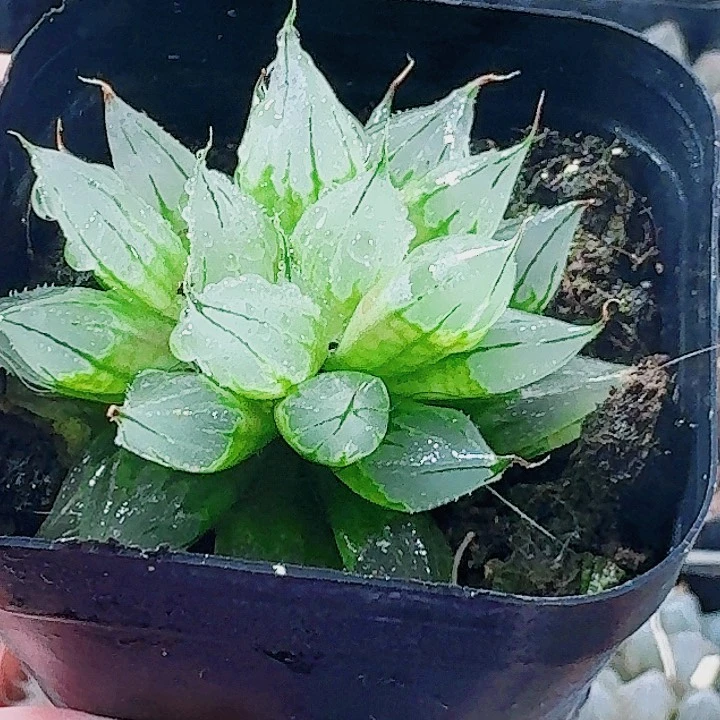 无花朵十二卷 西亚基。日月潭福利