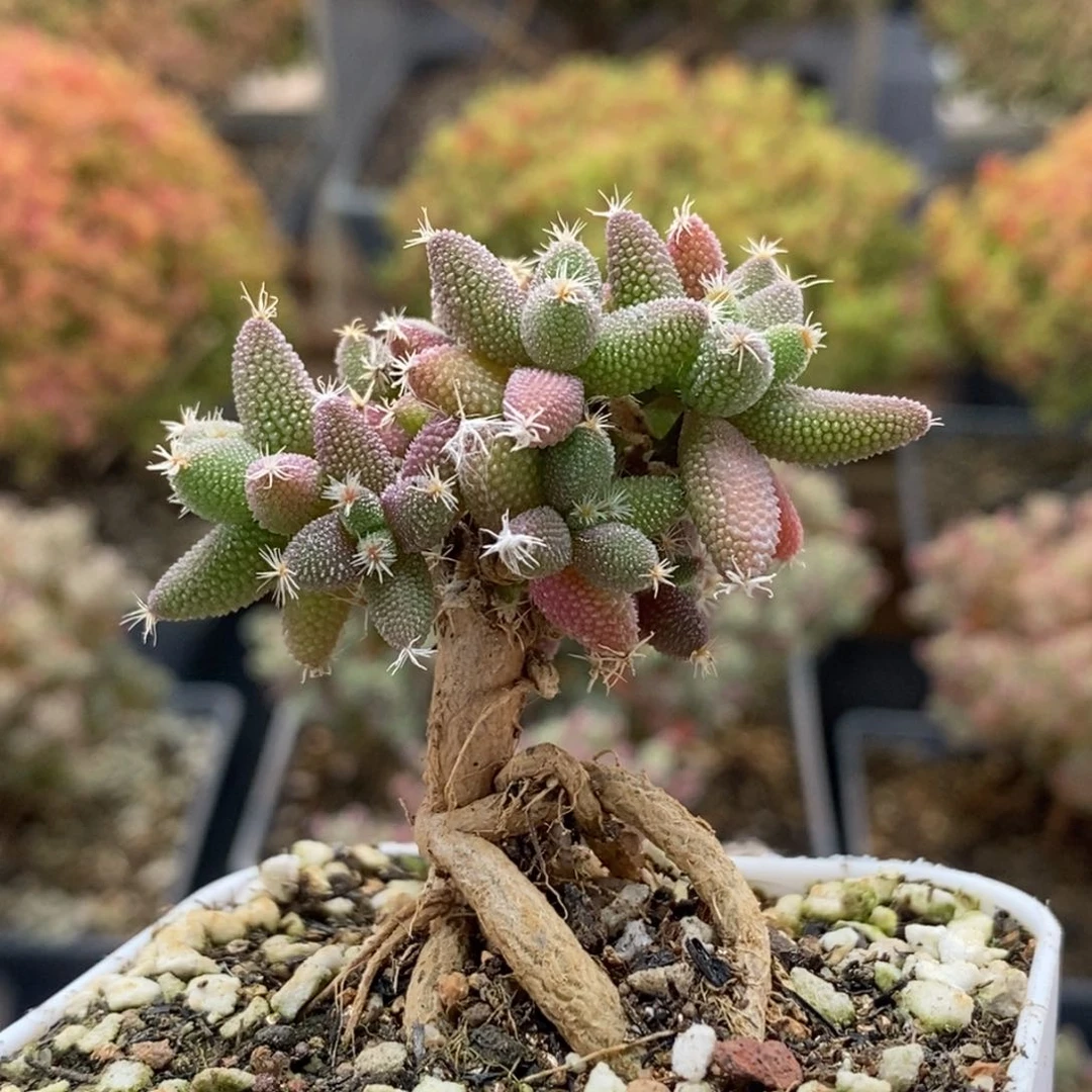 实生玉米8833枝干番杏