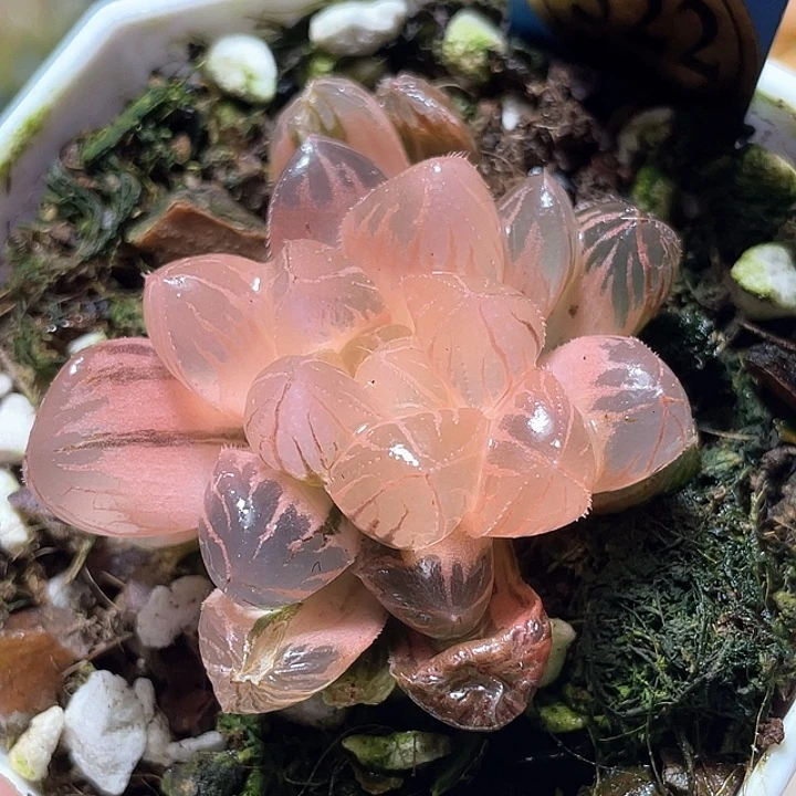 522糊斑绯桃锦特选福利
