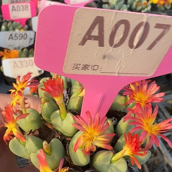 007哥哥哥哥哥哥哈哈哈哈哥哥v