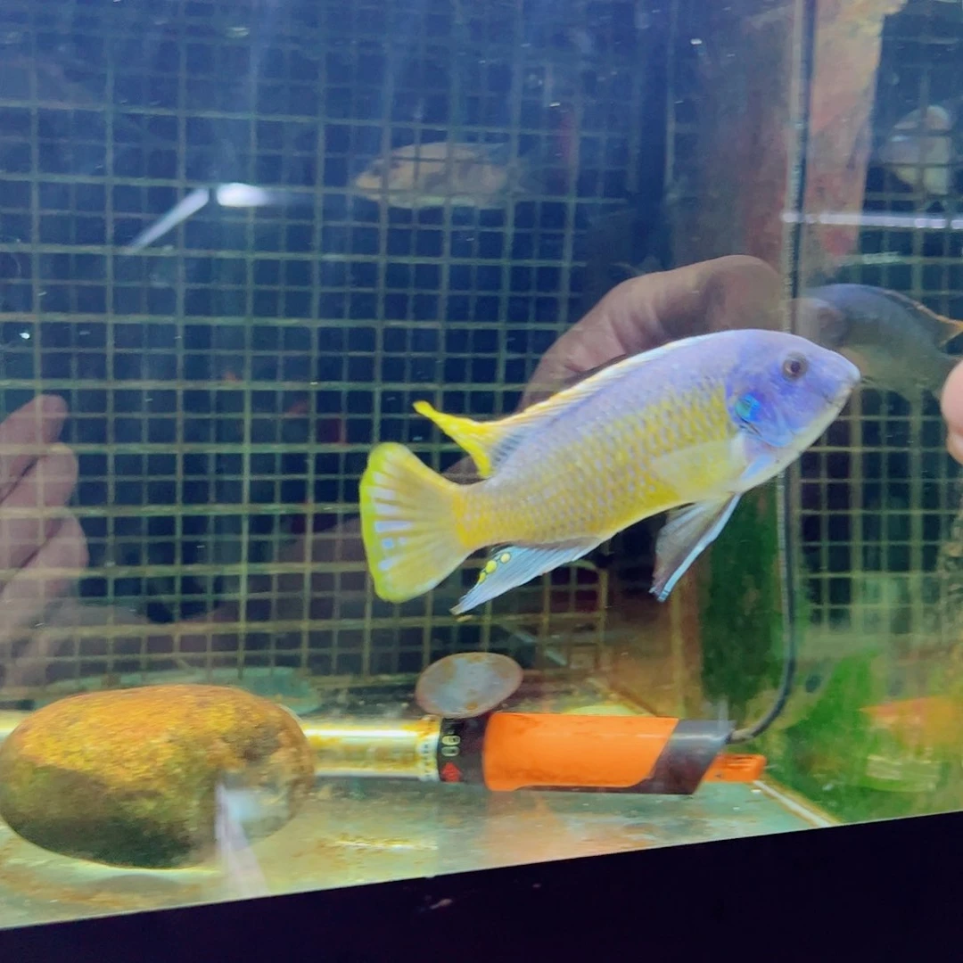 慈鲷广****司卡塔乐小丑