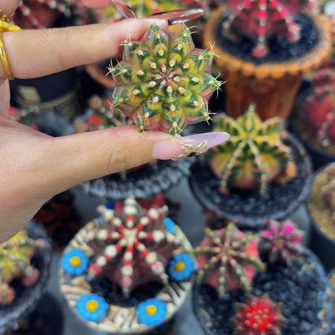 米哈星球0000000000009