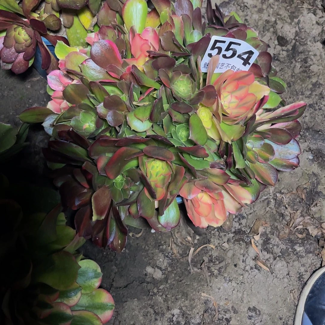 法师法师26–45包邮法师