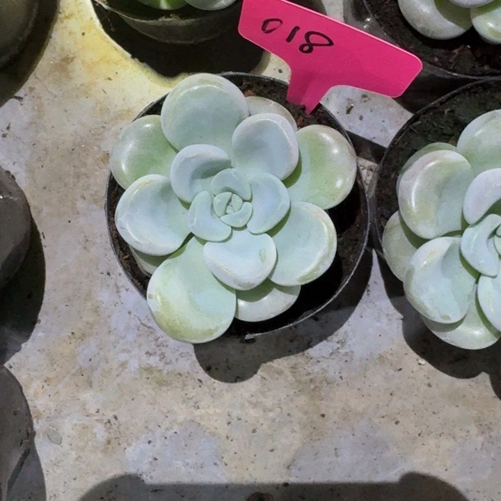 018单头玉麒麟新号福利价