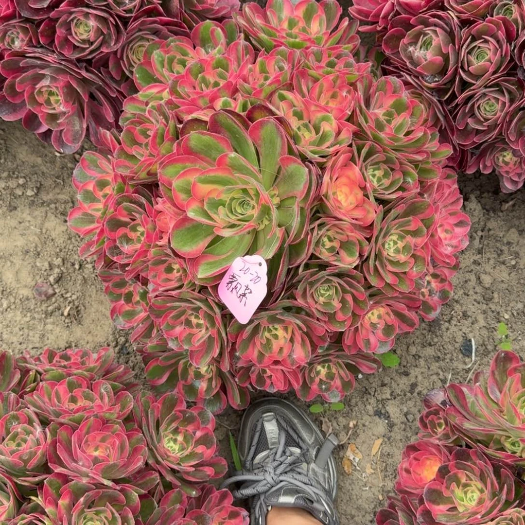 飘*法师香妃嫩桩寄养20-20