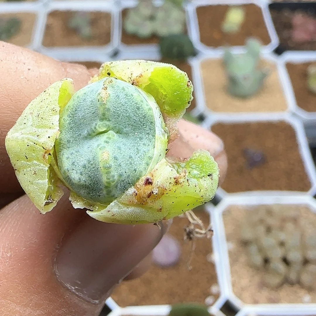 d**o脱土28包邮27346