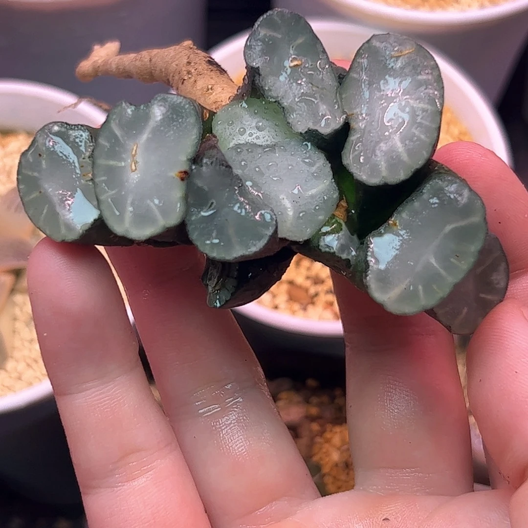 盐湖城万象十二卷多肉